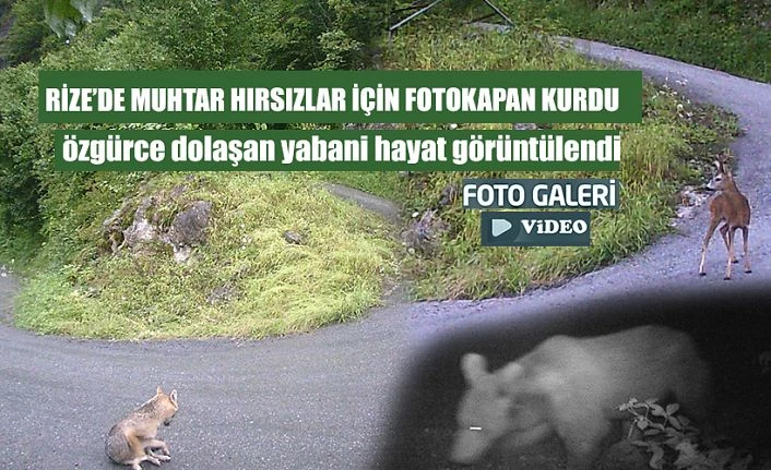 Hırsızlar için kurulan “FOTOKAPANLARA”yabani hayvanlarda takıldı
