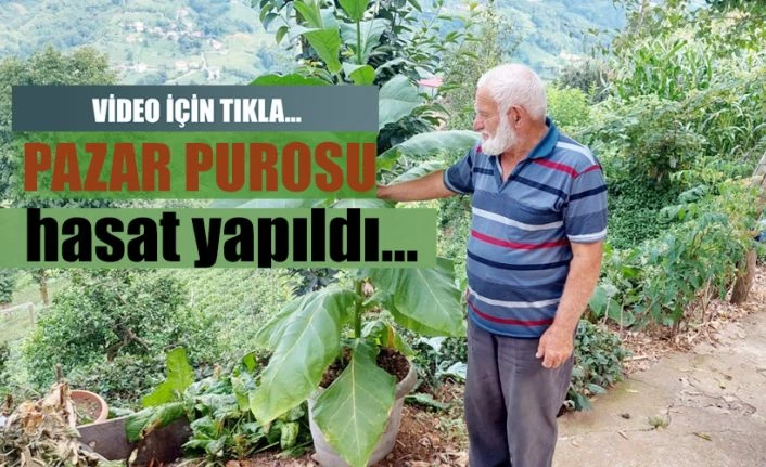 Kim dedi olmaz. "PURO TÜTÜNÜ" Hasadı yapıldı