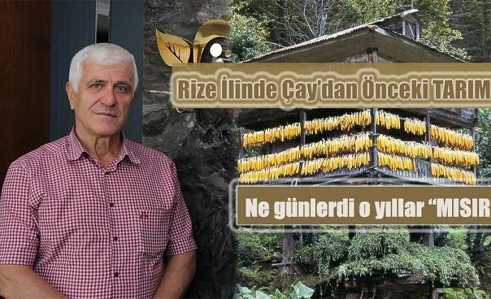 RİZE İLİNDE ÇAYDAN ÖNCE TARIM: 1 MISIR