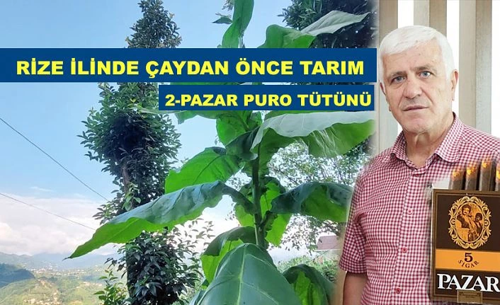 Rize İlinde Çaydan önce tarım 2- PAZAR PURO TÜTÜNÜ