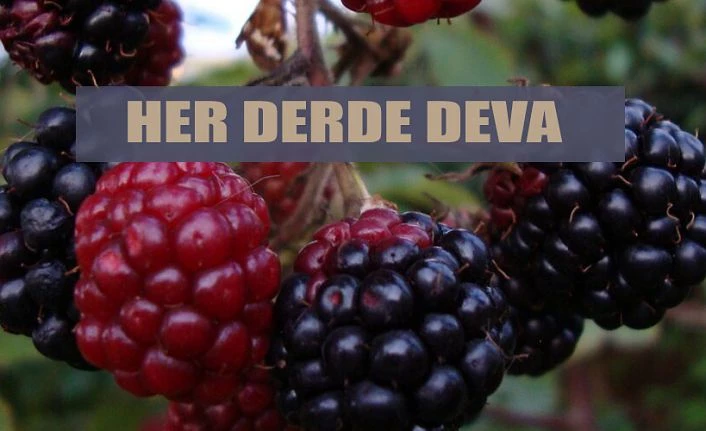 Şimdi Zamanı Her derde deva