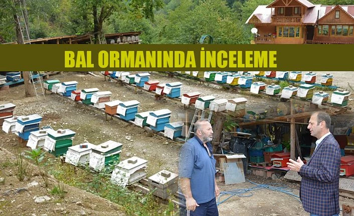 BÖLGE MÜDÜRÜ BAL ORMANLARINDA İNCELEMELERDE BULUNDU