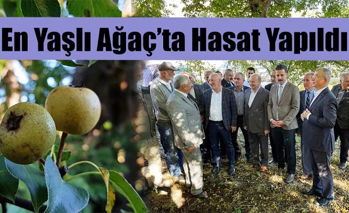 EN YAŞLI ARMUT AĞAÇINDA HASAT ZAMANI