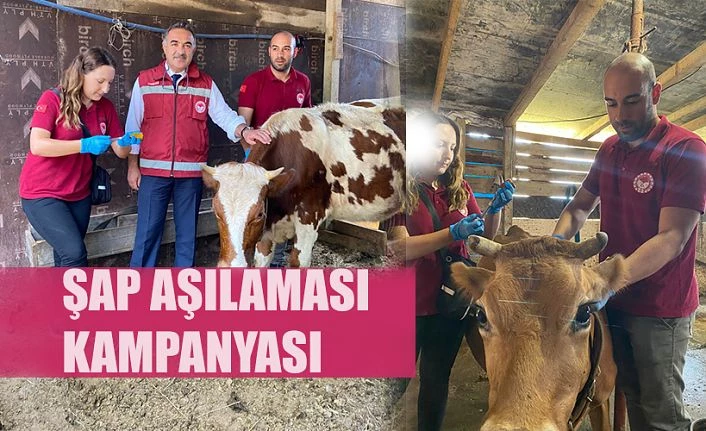 TARIMCILAR HAYVAN AŞILAMASINA BAŞLADI