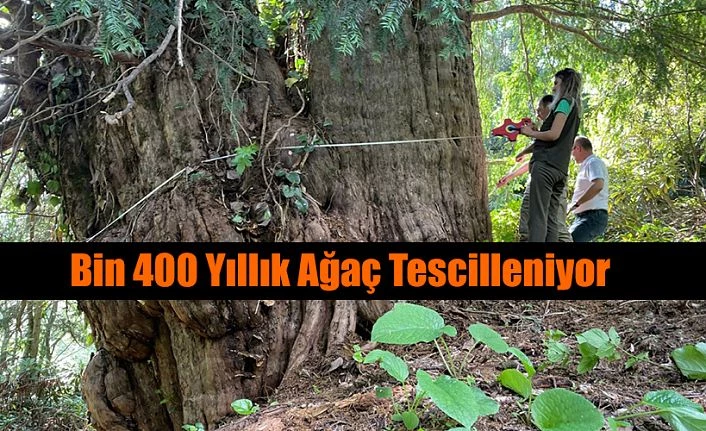 1400 YILLIK AĞAÇ TESCİLLENECEK