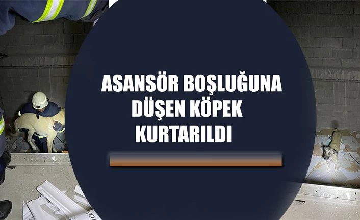 ASANSÖR BOŞLUĞUNA DÜŞEN KÖPEK KURTARILDI