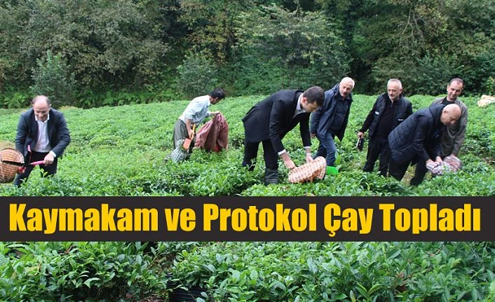 KAYMAKAM ÇİMŞİR ÇAY BAHÇESİNE GİRDİ