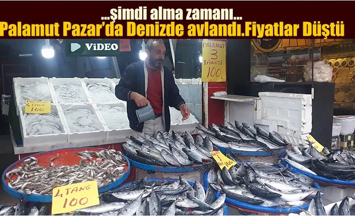 Palamut Rize’de Denizde avlandı Fiyatlar düştü