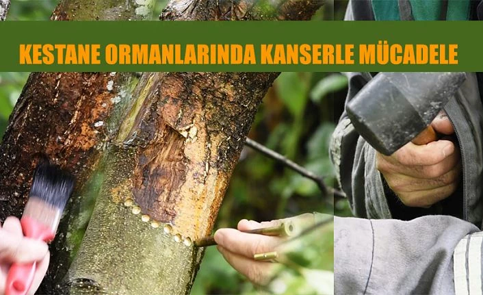 KESTANE ORMANLARINDA KANSERLE MÜCADELE SÜRÜYOR