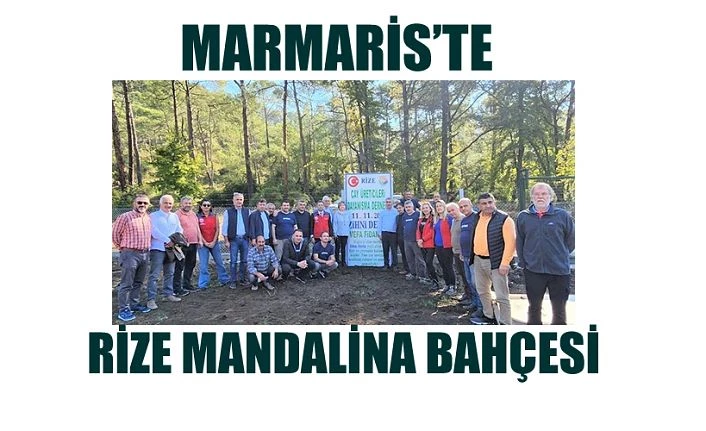 MARMARİS İLÇESİNDE RİZE MANDALİNASI BAHÇESİ KURULDU