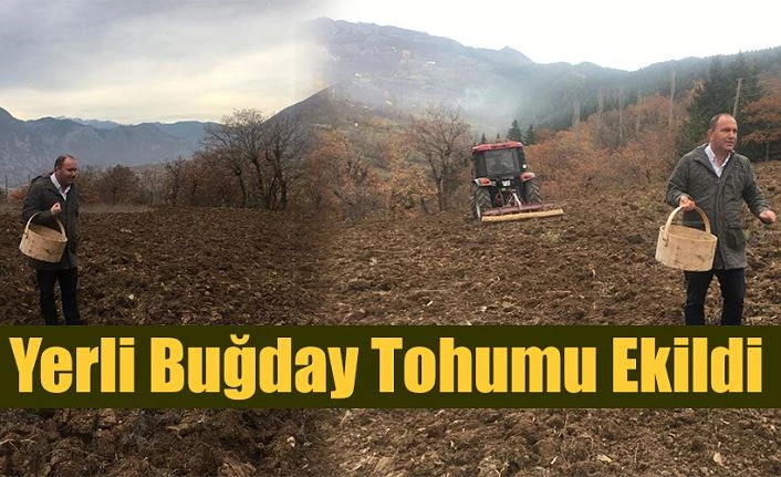 YERLİ BUĞDAY TOHUMLARI TOPRAKLA BULUŞTURULDU