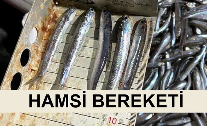 HAMSİ BEREKETİ