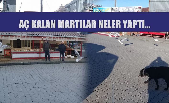 Aç Kalan Martılar Balık Tezgâhlarına Saldırdı