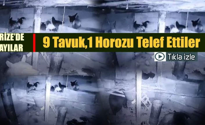 Ayılar kümesi bastı tavukları telef etti