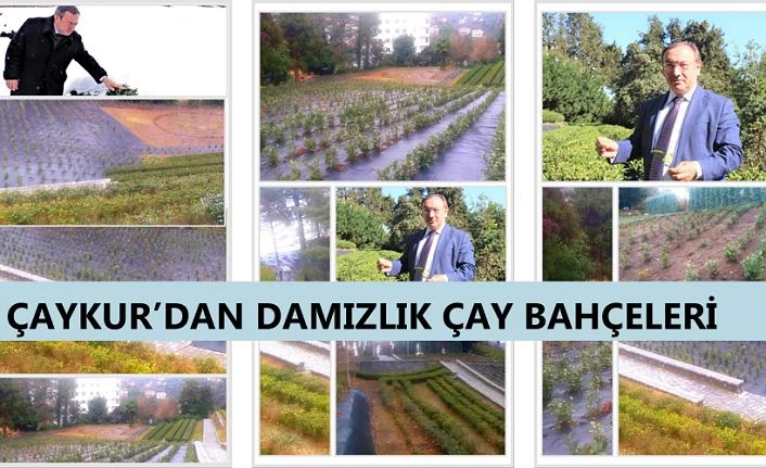 ÇAYKUR: TESCİLLİ ÇAY FİDAN BAHÇELERİ YAPMAYA DEVAM EDİYOR