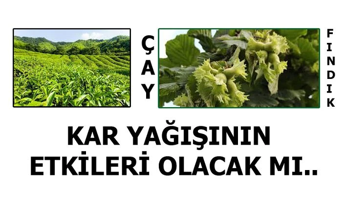 Bahar Karı, çay ve fındık verimini riske soktu