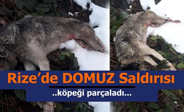 Domuz Köye saldırdı köpeği parçaladı