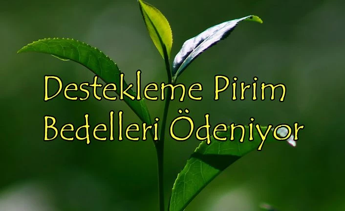 YAŞ ÇAY DESTEKLEME PRİM BEDELLERİ ÖDENİYOR