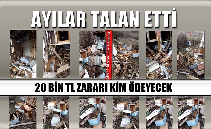 Ayılar Arı Peteklerini Talan Etti