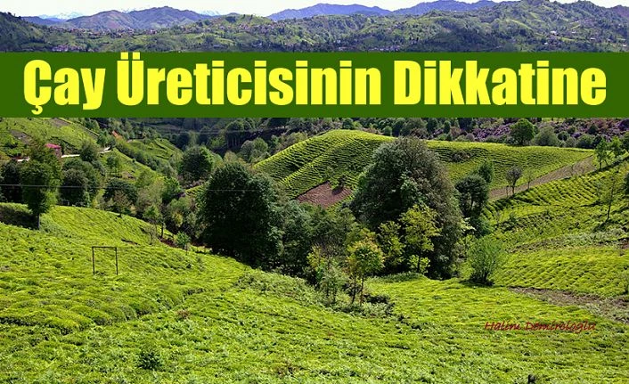 Ulusal Çay Konseyinden Üreticilere Uyarı