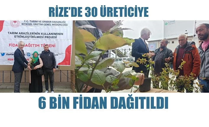 Maviyemiş yaygınlaşıyor: 30 üreticiye  6 bin fidan