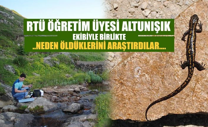 RTEÜ Öğretim Üyesi ve ekibi Kafkas Semenderinin Ölümüne Sebep Olan Hastalığı Araştırdılar