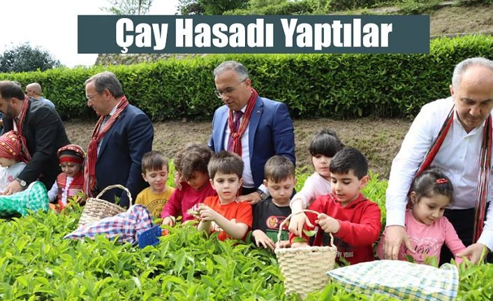 Vali Kemal Çeber, Çay Sezonu Açılışında Çay Hasadı Yaptı