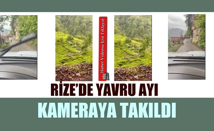 Yavru Ayı Kameraya Takıldı