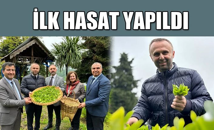 Yılın İlk Çay Hasadını Yaptılar