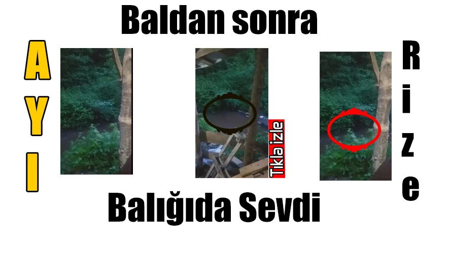 Ayı da ağzının tadını biliyor