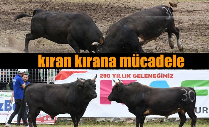 KAFKASÖR FESTİVALİNİN 2. GÜNÜNDE 15 BOĞA GÜREŞTİ