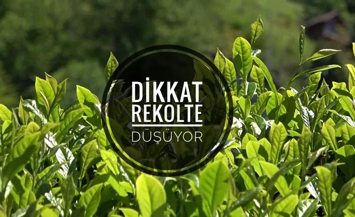 Bilinçsiz ve az gübre 2 yıldır yaş çay rekoltesini düşürdü