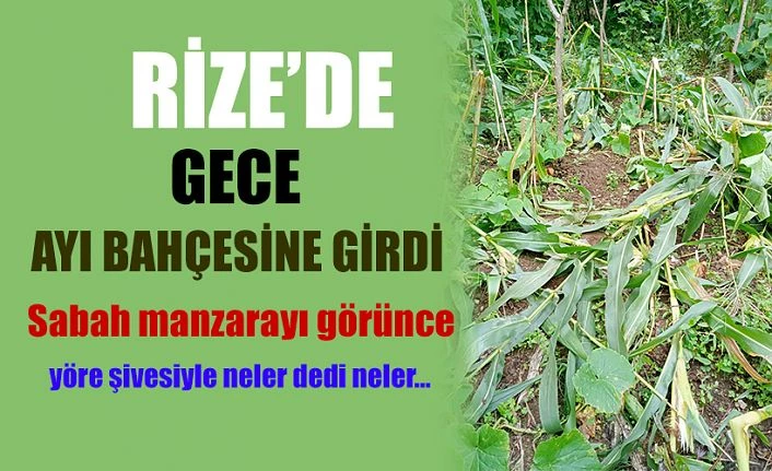 Rizelinin bahçesine gece ayı girdi: Sabah kalktığında manzarayı görünce neler dedi