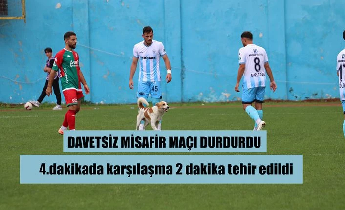 Sahaya giren köpek karşılaşmayı durdurdu