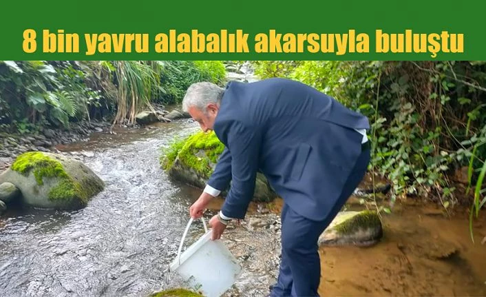 8 bin yavru alabalık akarsuyla buluştu