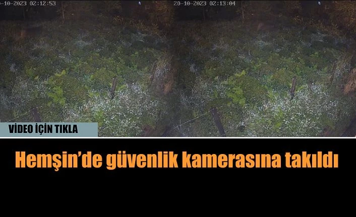Ayı Güvenlik kamerasına takıldı