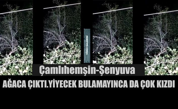 Ağaca çıktı. Bulamayınca çok kızdı