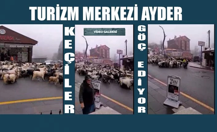 Keçilerin Göçü ilgi odağı oldu