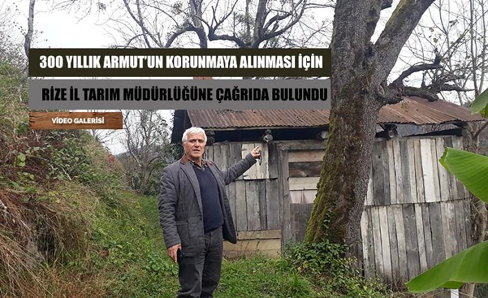 300 Yaşındaki ARMUT ‘un korumaya alınması için İlgililere seslendi