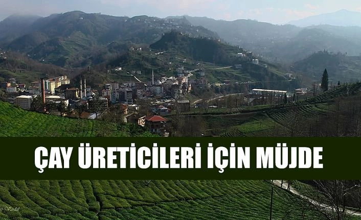 Çay Üreticileri için Müjde! Budama Oranı Düşürüldü