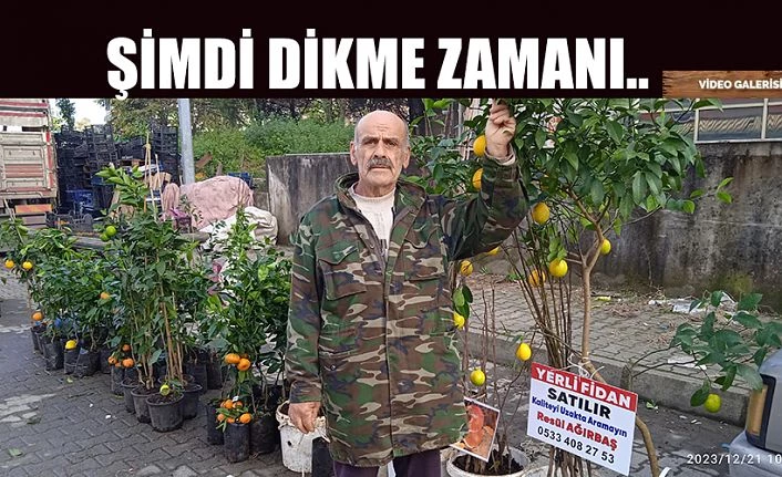 Şimdi dikme zamanı